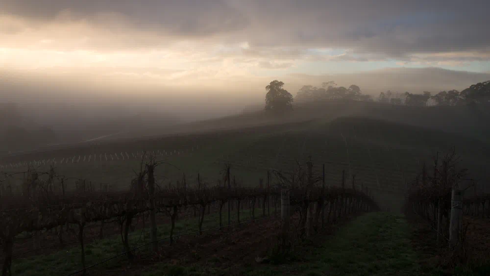 misty vineyard sunrise